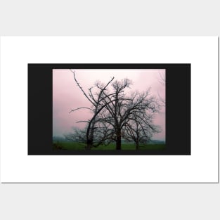 Trees in mist at dawn, Gippsland Posters and Art